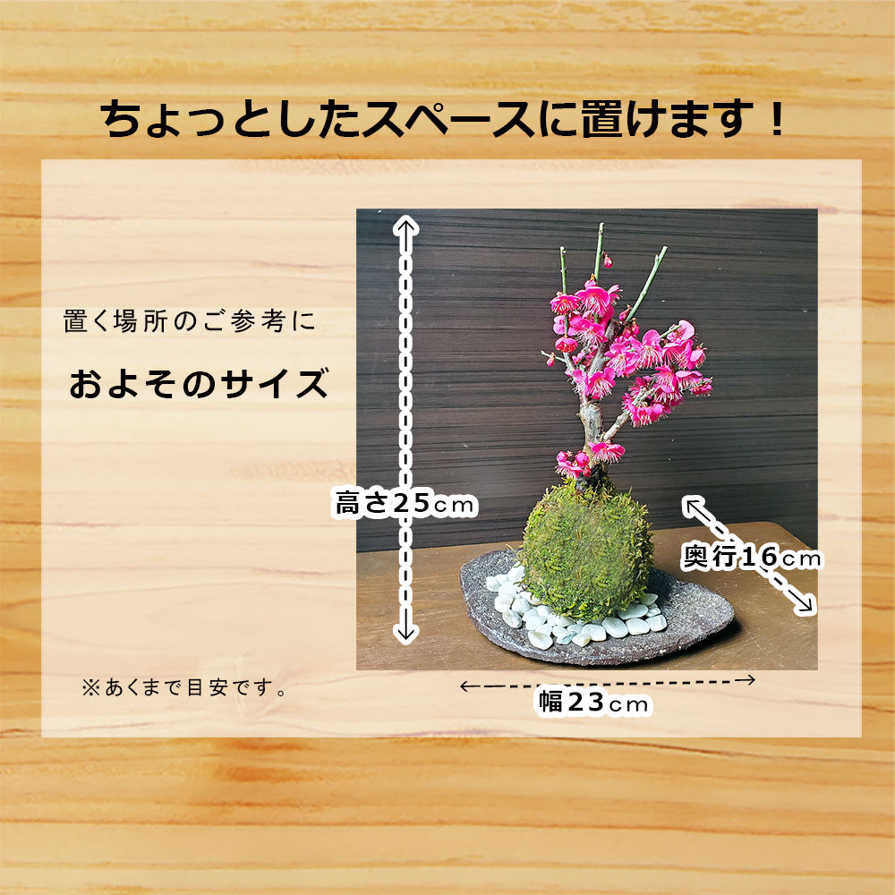 紅梅
