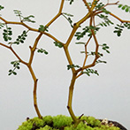 ソフォラミクロフィラの盆栽