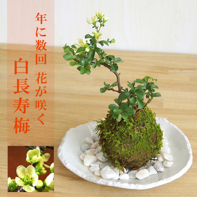 割引クーポン 苔玉 盆栽 四季咲き 紅長寿梅 ベニチョウジュバイ の苔玉 くらま岩器 敷石セット チョウジュバイ ちょうじゅばい 