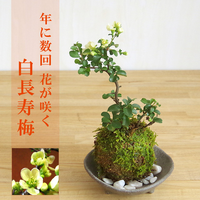 長寿梅の苔玉