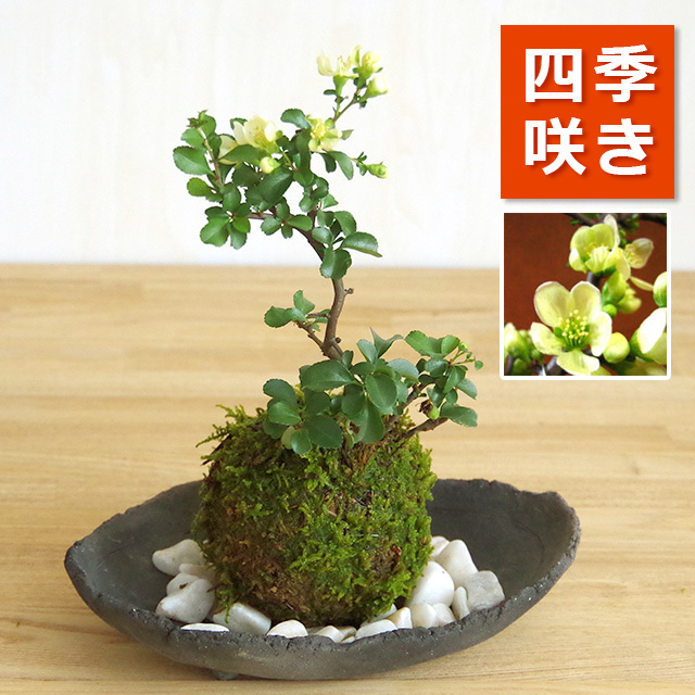 長寿梅の苔玉