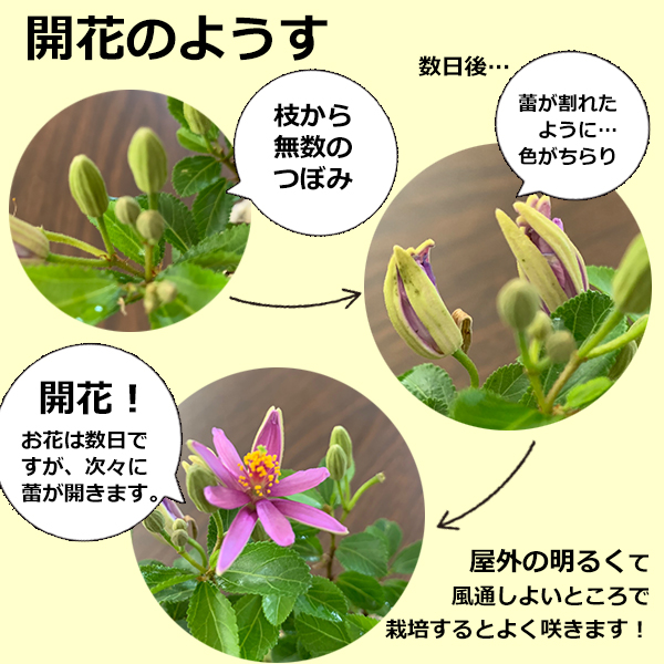 睡蓮木（スイレンボク）の苔玉