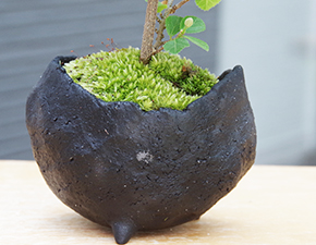 睡蓮木（スイレンボク）の盆栽