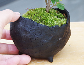 睡蓮木（スイレンボク）の盆栽