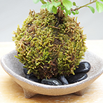 睡蓮木（スイレンボク）の苔玉