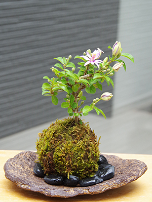 睡蓮木（スイレンボク）の苔玉