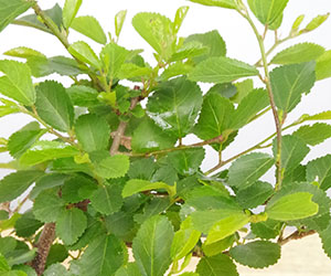 睡蓮木(スイレンボク)の苔玉