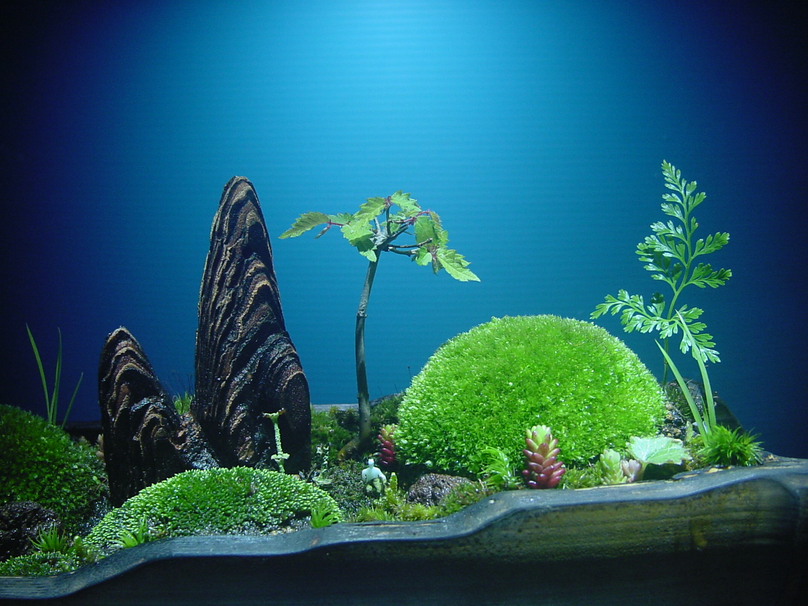 苔盆栽 (流木)