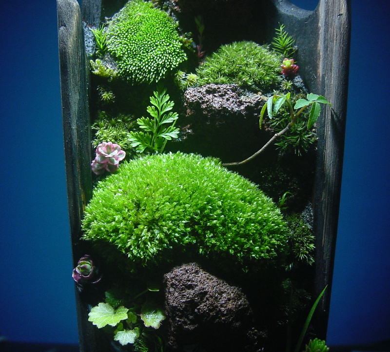 苔盆栽 (流木)