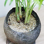 テーブルヤシの鉢植え