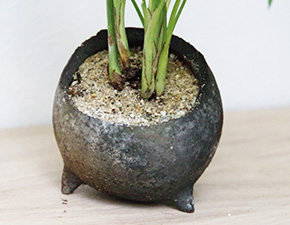 テーブルヤシの鉢植え