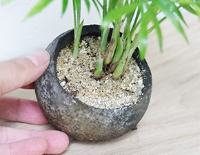 テーブルヤシの鉢植え