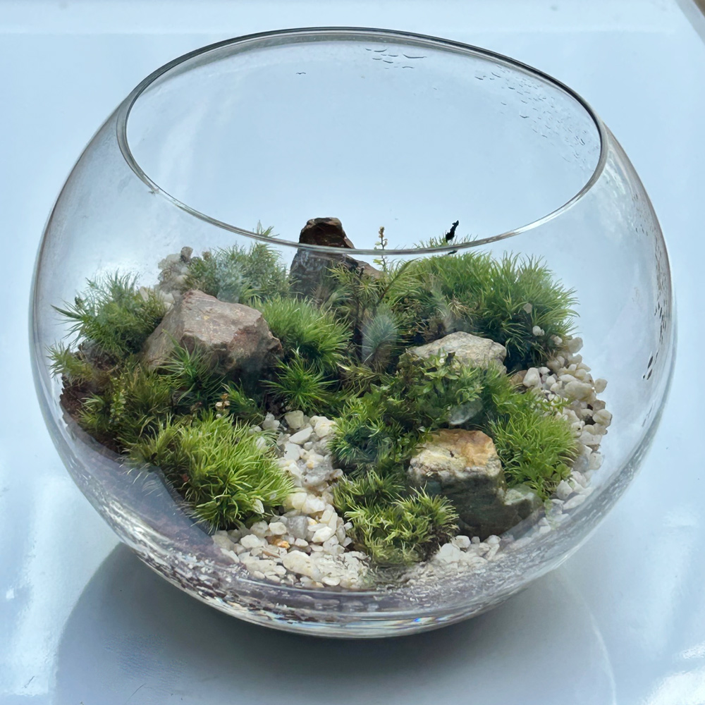 コケテラリウム