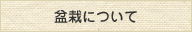 盆栽について