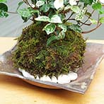 トクサ苔玉