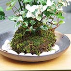 トクサ・初雪カズラの苔玉