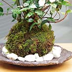 トクサ苔玉