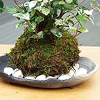 トクサ苔玉