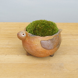 苔盆栽