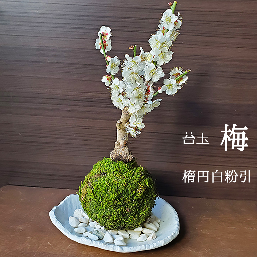 富士桜