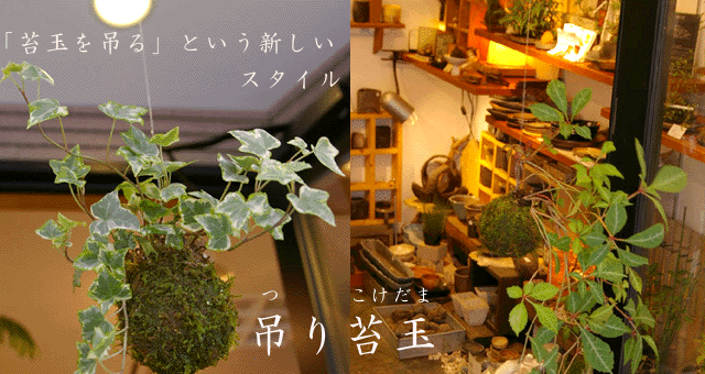 KOKEDAMA 画像