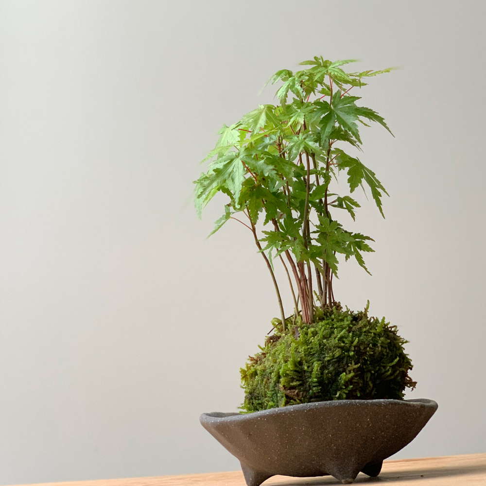 ヤマモミジの苔玉