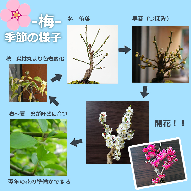 富士桜
