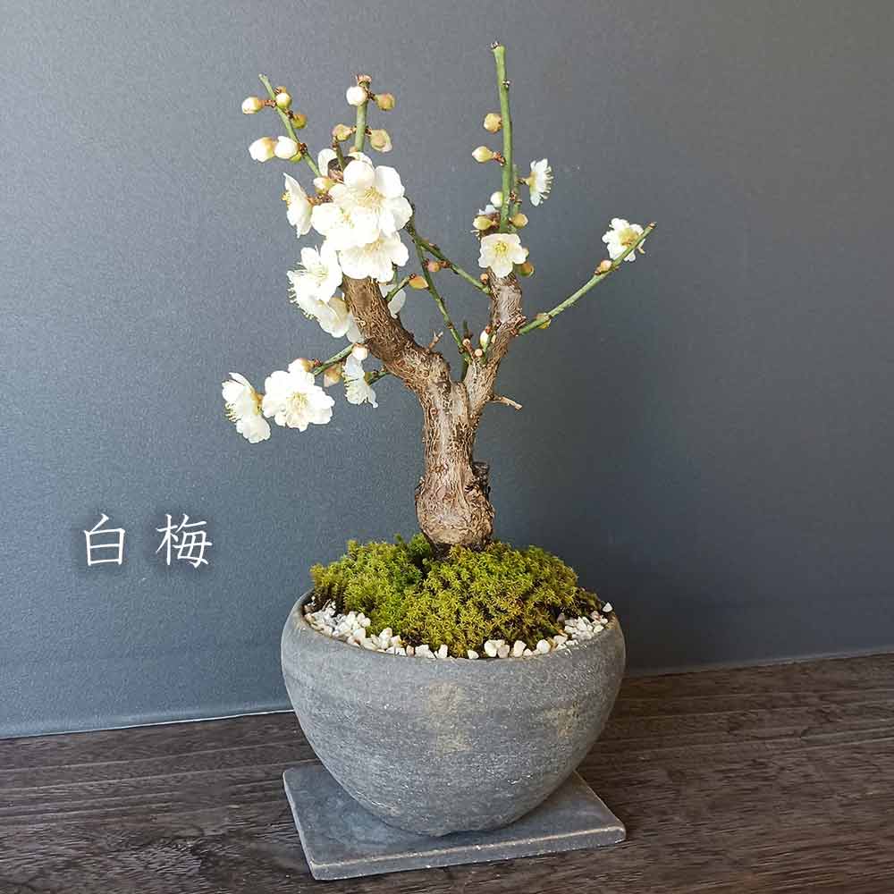 2026年開花終了】端正で香りよい花が人気の梅【白梅（はくばい）の盆栽