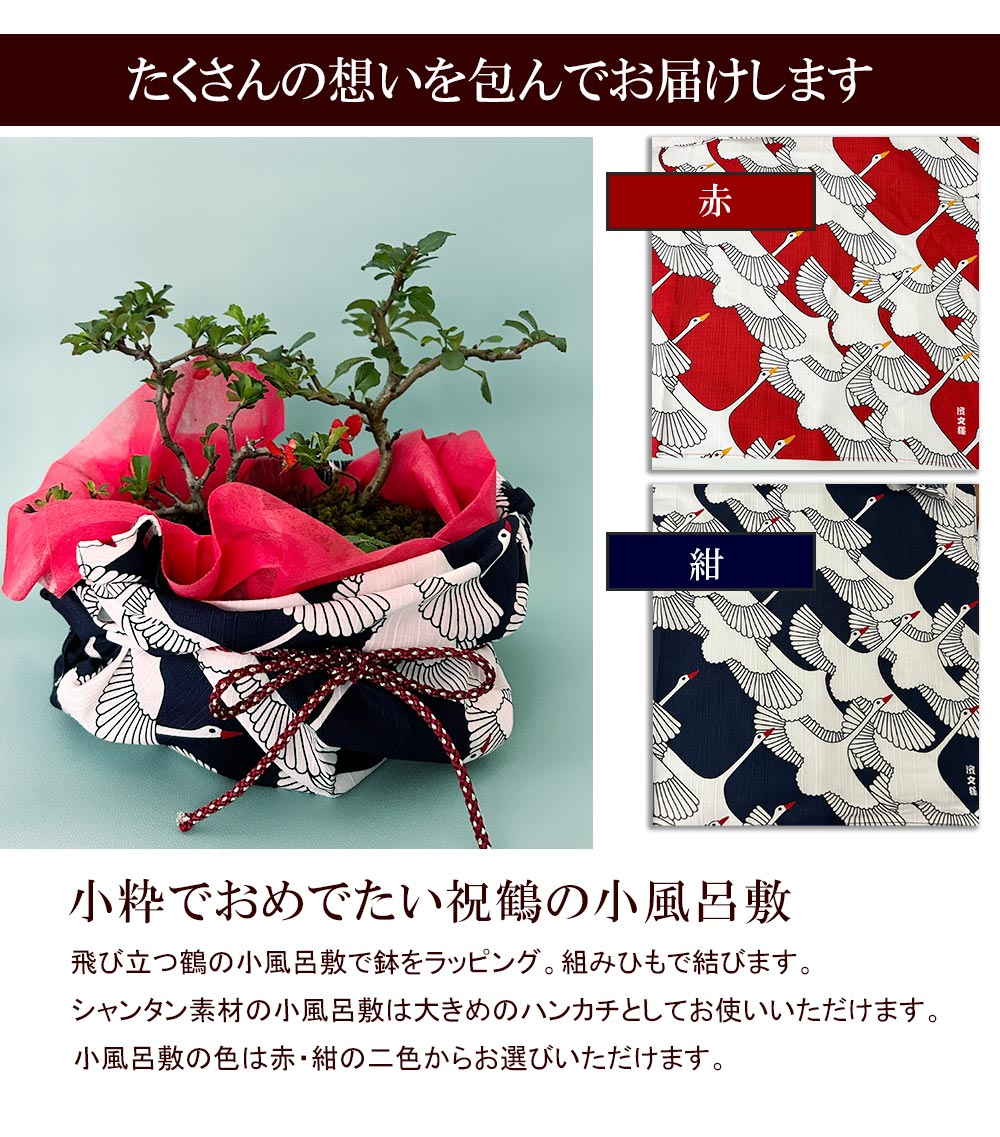 開花時期は3月頃と11月頃。冬は落葉します】ご両親へ感謝を込めて