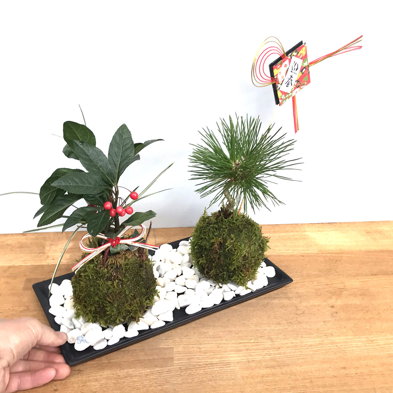 長寿梅の苔玉