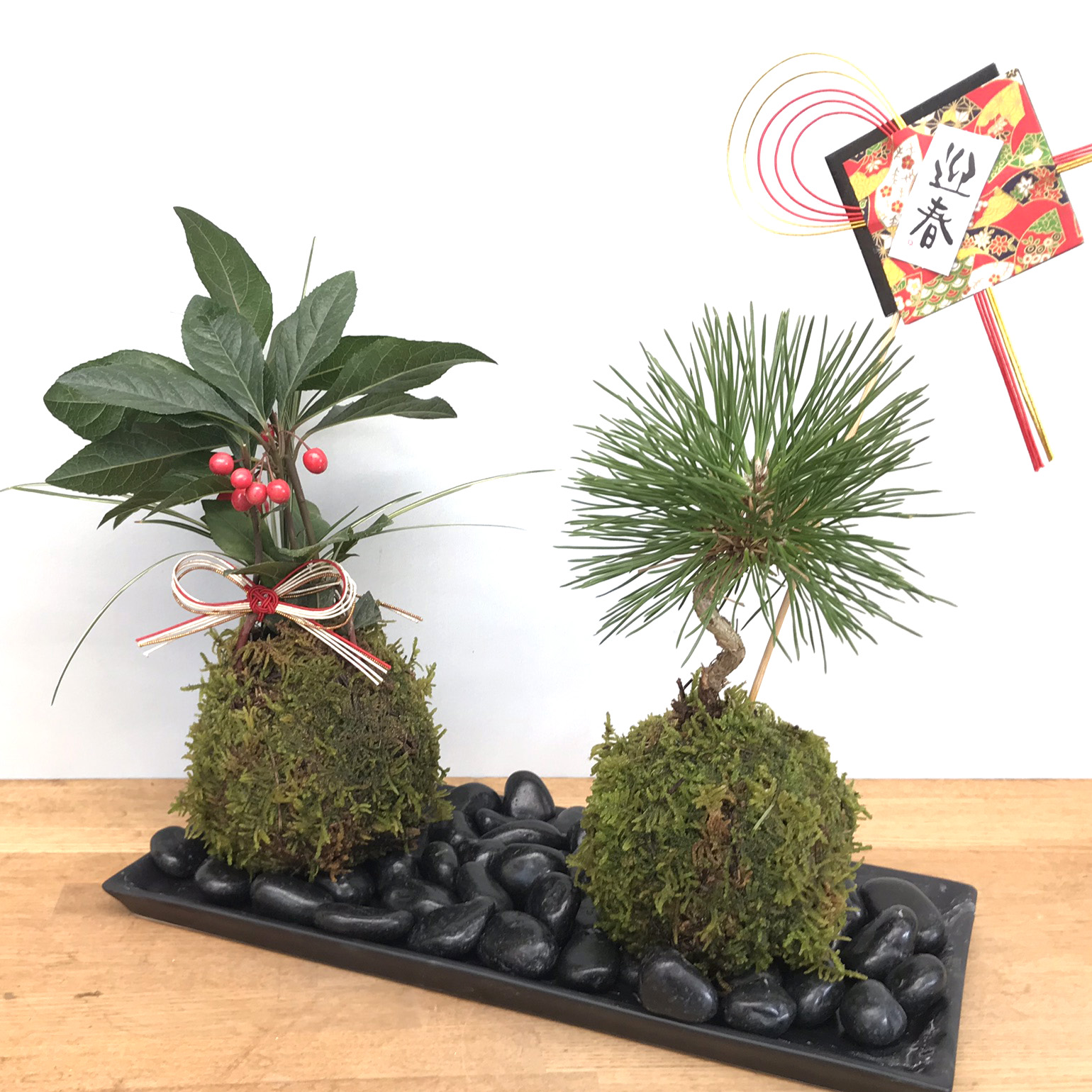 長寿梅の苔玉