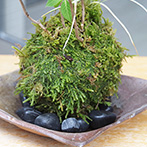 山アジサイの苔玉