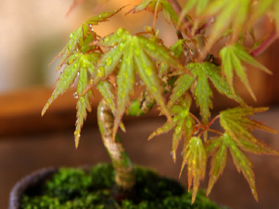 盆栽 植物図鑑 モミジ