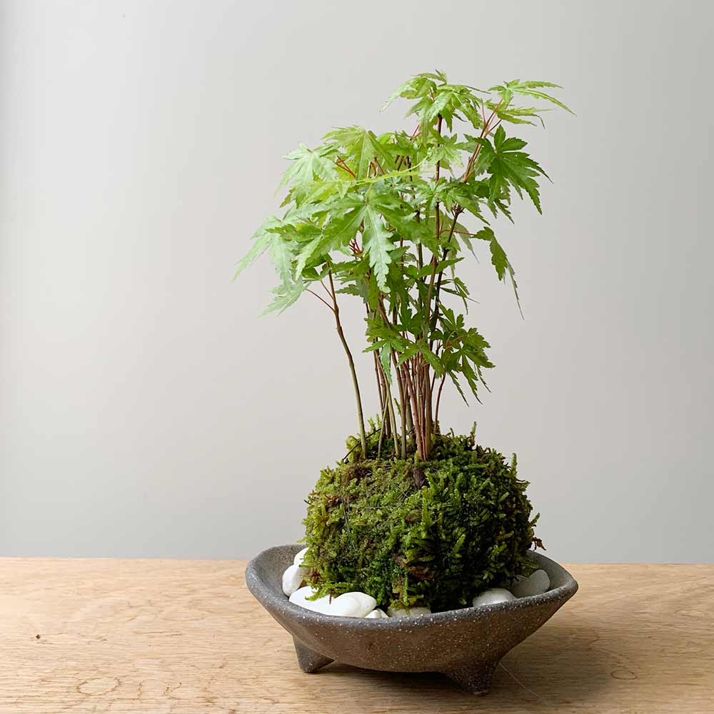 春に新芽・秋に紅葉が楽しめる【山紅葉（ヤマモミジ）の苔玉・三つ足灰