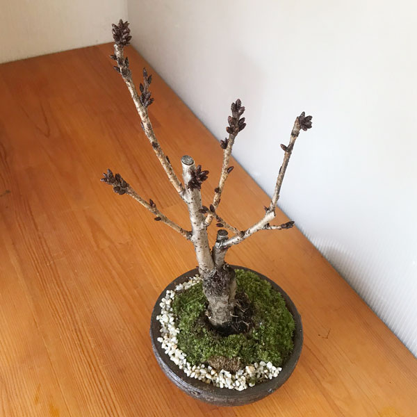 旭山桜