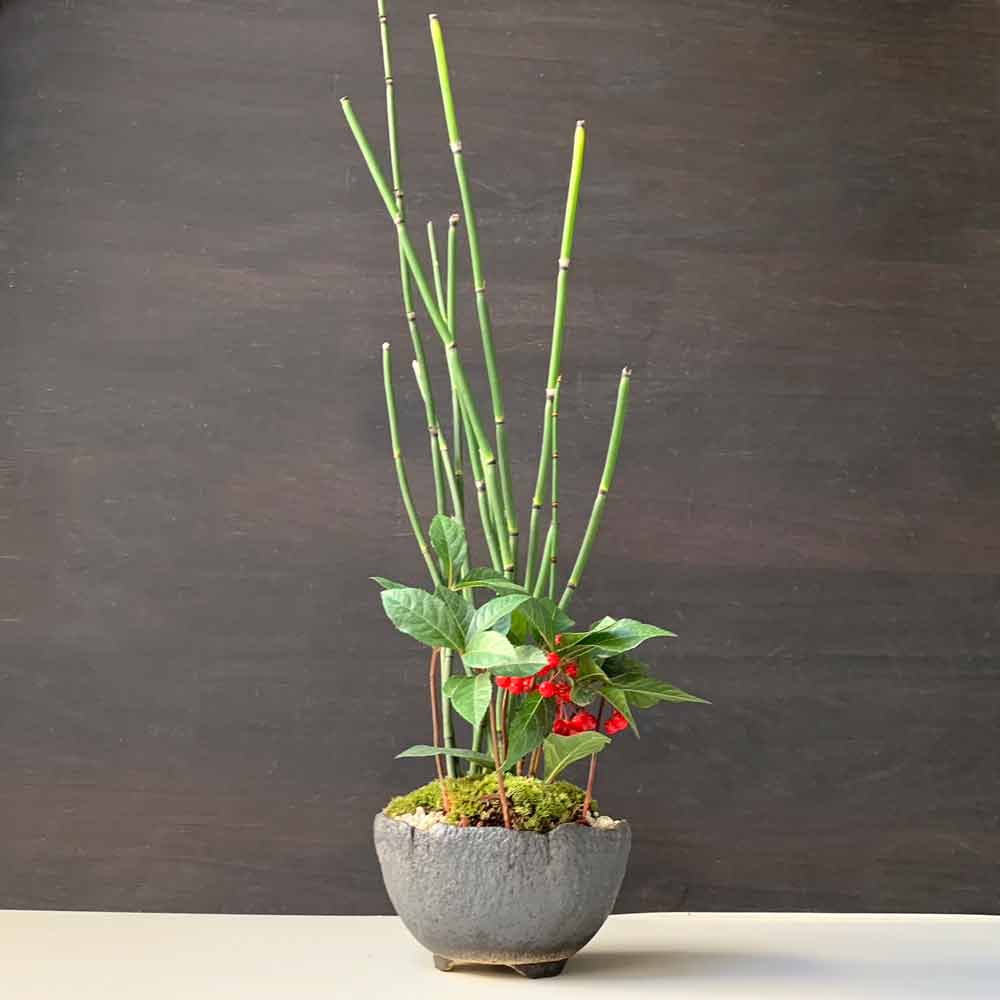現在実なし】送料無料でお届け。可憐な寄せ植え盆栽【トクサ