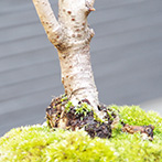 桜(湖上の舞）の盆栽