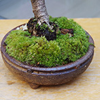 桜(湖上の舞）の盆栽