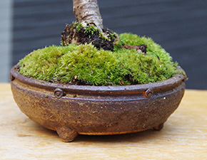 桜(湖上の舞）の盆栽