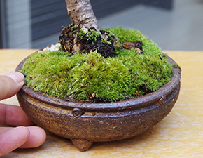 桜(湖上の舞）の盆栽