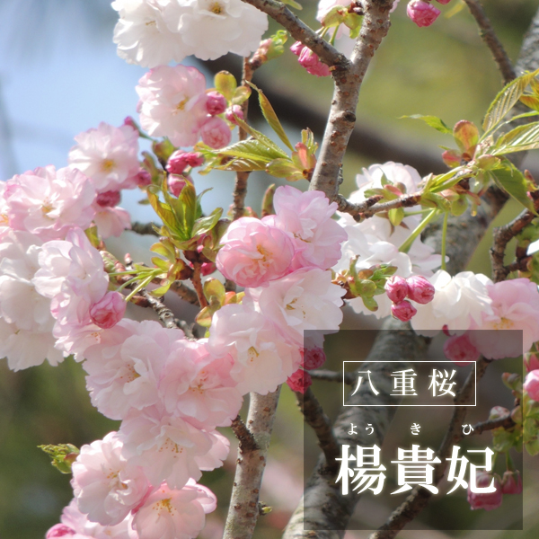 送料無料 桜 そう聞くだけで心和む景色を貴方のもとへ 八重の花 楊貴妃桜の盆栽 信楽茶鉢 送料無料 桜 そう聞くだけで心和む景色を貴方のもとへ 八重の花 楊貴妃桜の盆栽 信楽茶鉢